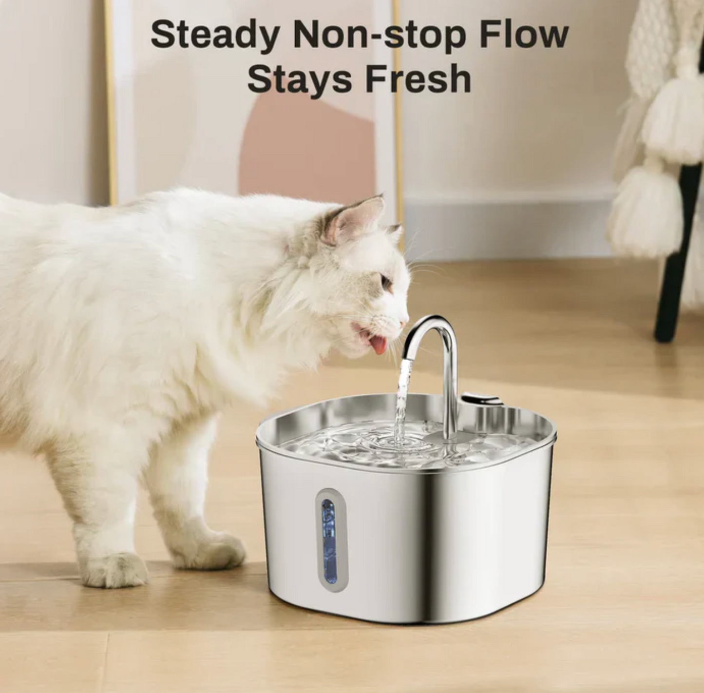 Give Your Cat Years More Healthy Life With Pawtify